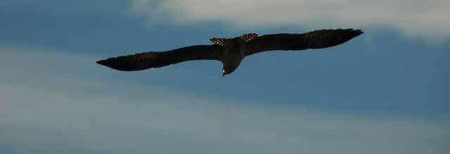 flying osprey